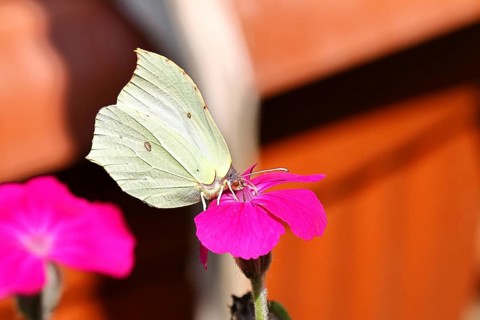 Lemon butterfly (Gonepteryx rhamny) on crown campion (Lychnis coronaria), in a nature garden,