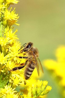 European honey bee (Apis mellifera), collecting nectar from a yellow goldenrod (Solidago) flower,