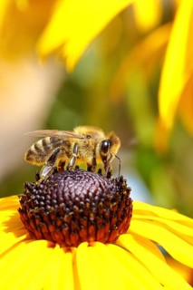 European honey bee (Apis mellifera), collecting nectar from a flower of the yellow coneflower