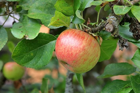 Apple (Malus domestica), red apple, ripe fruit on an apple tree, Wilnsdorf, North Rhine-Westphalia,