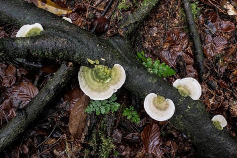 Hairy bracket (Trametes hirsuta), Emsland, Lower Saxony, Germany