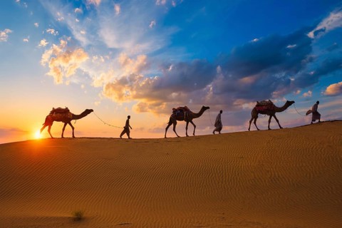 Indian cameleers camel drivers bedouin with camel silhouettes in sand dunes of Thar desert on