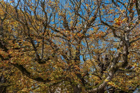 Chestnut tree with autumn leaves