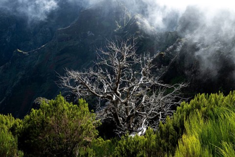 Burnt trees in fog, along hiking trail PR 1, 2 to Pico Ruivo, fog, Madeira, Portugal