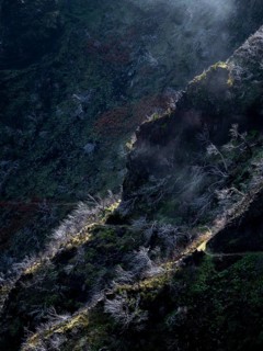 Burnt trees in fog, along hiking trail PR 1, 2 to Pico Ruivo, fog, Madeira, Portugal