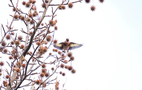 Goldfinch in flight, sweet gum tree, winter, Germany