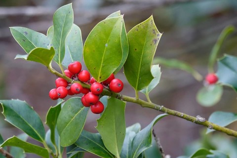 Ilex, late autumn, Germany