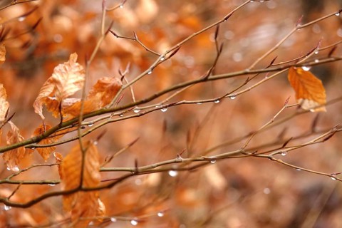 Beech branches with drops of water, late autumn, Germany