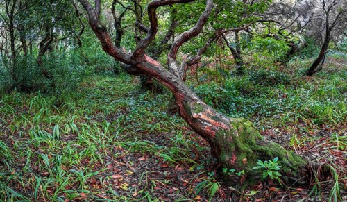 Laurel trees (Ocotea foetens) overgrown with moss and plants, old laurel forest, Laurisilva,