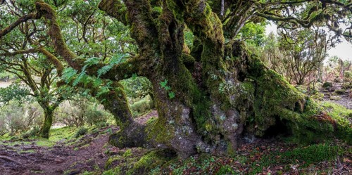 Laurel trees (Ocotea foetens) overgrown with moss and plants, old laurel forest, Laurisilva,