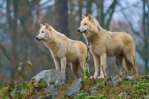 Two wolves standing in the rain on rocky ground in a misty and autumnal forest scenery, Arctic wolf