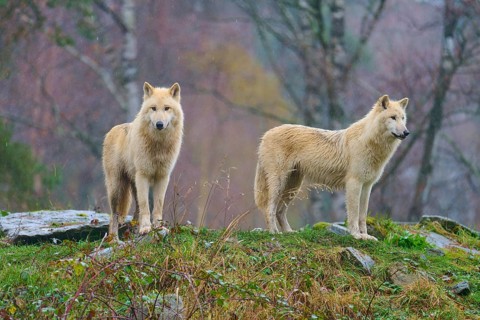 Wolves stand in a misty forest, surrounded by saturated autumn colours and damp ground in the rain,