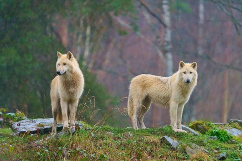 Two white wolves standing vigil in the rain in a foggy and humid autumn environment, Arctic wolf