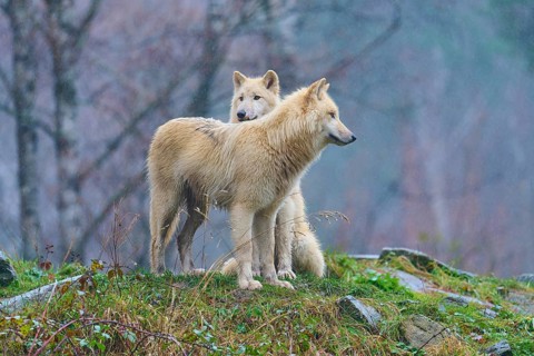 One wolf leaning against another in the rain in a misty autumn landscape full of soft sounds,
