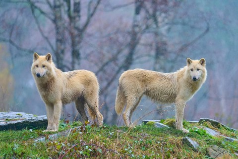 Two white wolves in the rain in a misty autumn forest, surrounded by damp leaves and dull colours,
