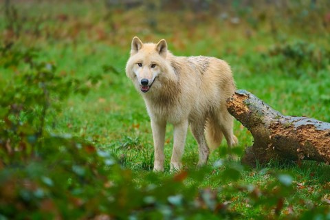 Young wolf standing on a green meadow next to a tree trunk, Arctic wolf (Canis lupus arctos),