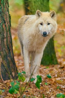 Wolf standing quietly in autumn forest next to tree, Arctic wolf (Canis lupus arctos), Germany