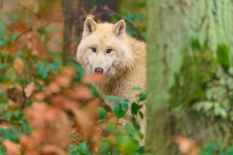 A wolf looks attentively and curiously out from behind a tree, Arctic wolf (Canis lupus arctos),