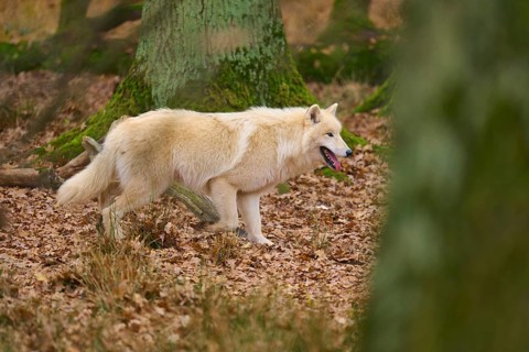 A beige and white wolf moves through a leaf-covered forest floor, Arctic wolf (Canis lupus arctos),
