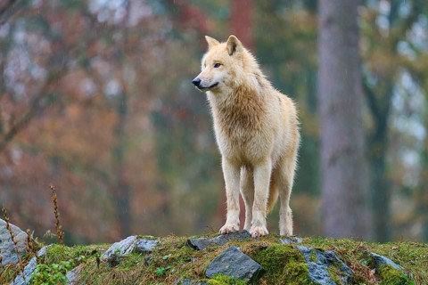 A wolf stands on a hill in autumn forest in the rain and looks majestically into the distance,