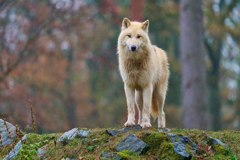 White wolf in the rain on rocks in autumn forest, Arctic wolf (Canis lupus arctos), Germany