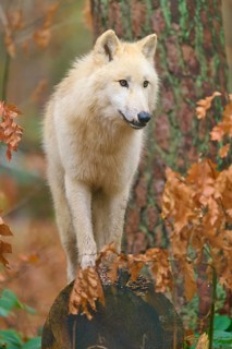 A wolf balancing on a tree stump in autumn forest, attentive and curious, Arctic wolf (Canis lupus
