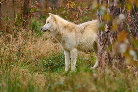 A beige-grey wolf looks to the side in a natural, autumnal forest area, Arctic wolf (Canis lupus