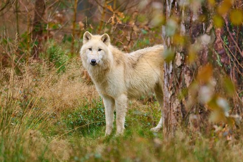 A wolf stands in front of dense bushes in an autumnal forest and looks curiously, Arctic wolf