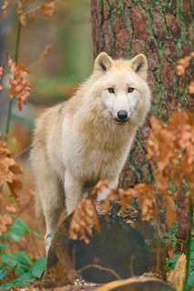 A wolf stands on a tree stump in autumn forest and looks alert, Arctic wolf (Canis lupus arctos),