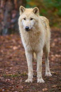 A wolf stands at attention in autumn forest with shining leaves, Arctic wolf (Canis lupus arctos),