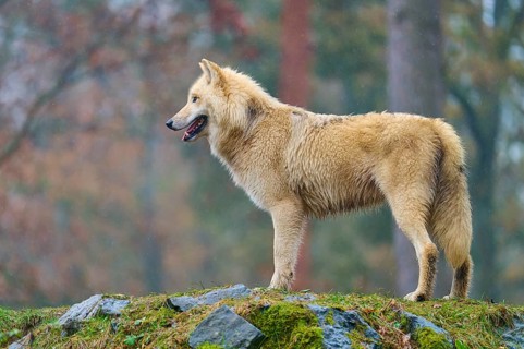 A wolf looks into the distance from the rocky ground in a forest, Arctic wolf (Canis lupus arctos),