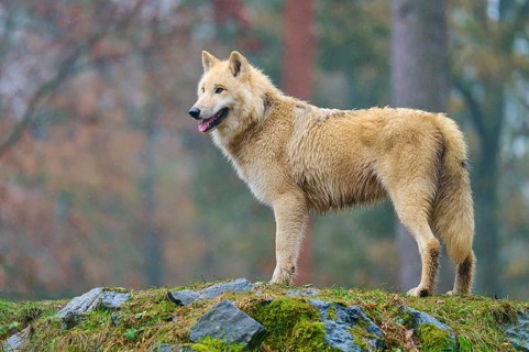 A standing wolf in the rain on a rock with autumn forest in the background, Arctic wolf (Canis