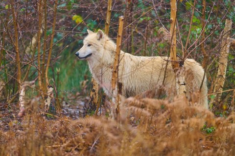 A wolf stands in the forest between dry undergrowth, embedded in the autumn atmosphere, Arctic wolf