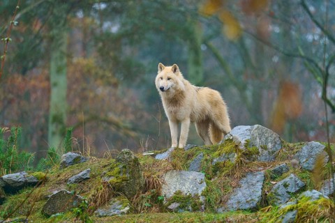 A wolf stands in the rain on a moss-covered rock in a forest scene, Arctic wolf (Canis lupus