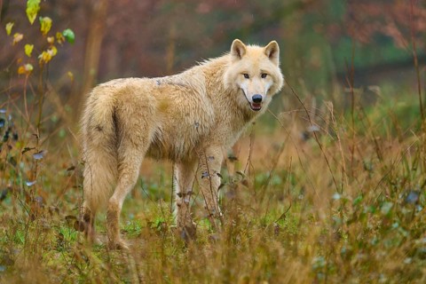 Wolf turns round in grassy forest landscape, Arctic wolf (Canis lupus arctos), Germany