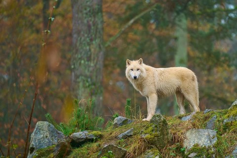 Wolf standing majestically in the rain on rocks in a misty forest, Arctic wolf (Canis lupus