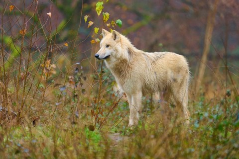A lone wolf stands in autumn forest between trees and foliage, Arctic wolf (Canis lupus arctos),