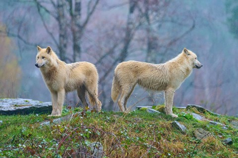 Two wolves standing back to back in the rain, embedded in an autumnal forest landscape, Arctic wolf