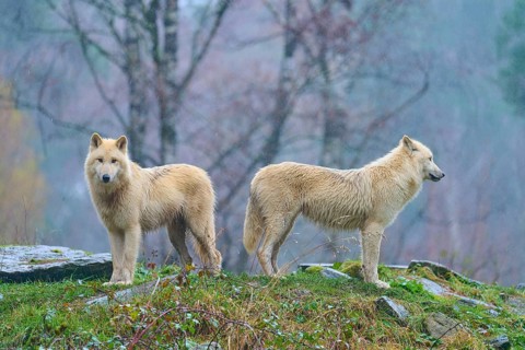Two white wolves standing in the forest in the rain, surrounded by autumn colours and wet stones,