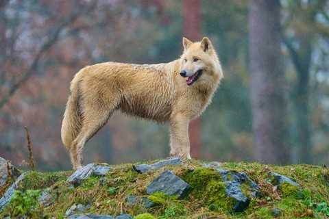 A wolf poses in the rain on a rock covered with moss, surrounded by autumn forest, Arctic wolf