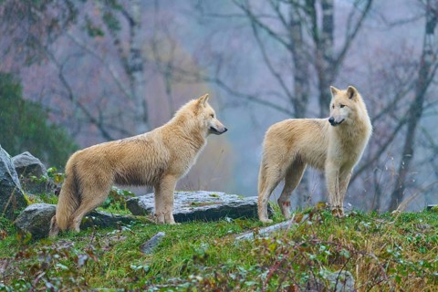 Two wolves standing sideways on rocks in the rain, surrounded by autumn trees, Arctic wolf (Canis