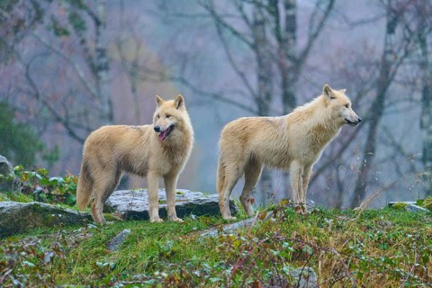 Two wolves standing next to each other in the rain, one looking over his shoulder into autumnal