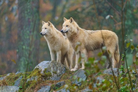 Two wolves standing attentively in the rain on rocks in an autumnal forest, Arctic wolf (Canis