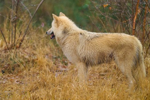 A single wolf standing sideways in the grass, surrounded by autumn vegetation, Arctic wolf (Canis