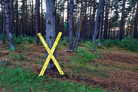 Yellow wooden cross, X on a tree, symbol, resistance against nuclear power, anti-nuclear power