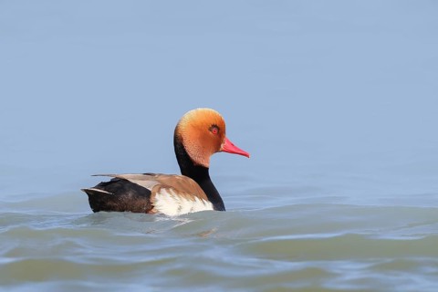 Red-crested pochard (Netta rufina), male, swimming in water, wildlife, animals, duck, Ziggsee, Lake