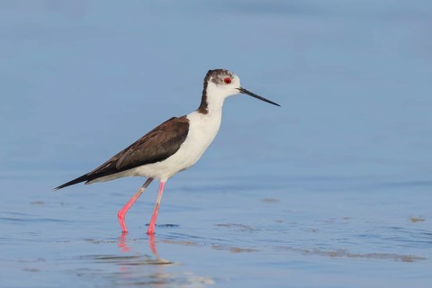 Black-winged Stilt (Himantopus himantopus) standing in shallow water, wildlife, nature photography,
