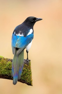 Magpie, (Pica pica) sitting on a moss-covered branch with contrasting blue, black and white