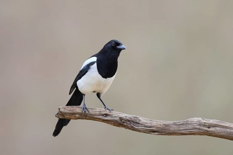 Magpie, (Pica pica) sitting on a branch with black and white feathers, wildlife, corvid, nature