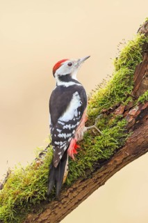 Middle spotted woodpecker (Dendrocopos medius), male sitting on an old branch overgrown with moss,